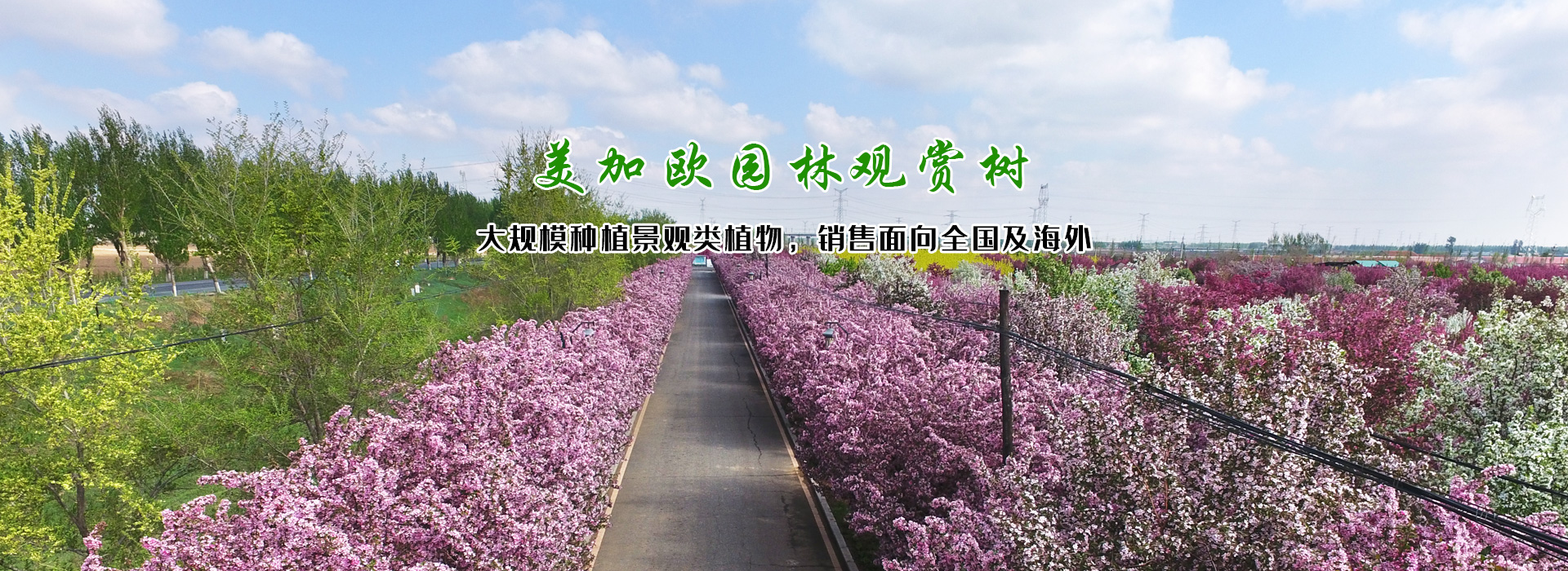 觀(guān)賞樹(shù)木