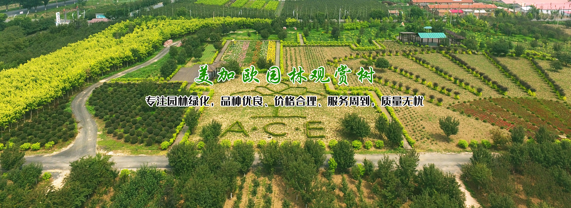 觀(guān)賞樹(shù)