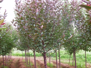 美加歐1號(hào)